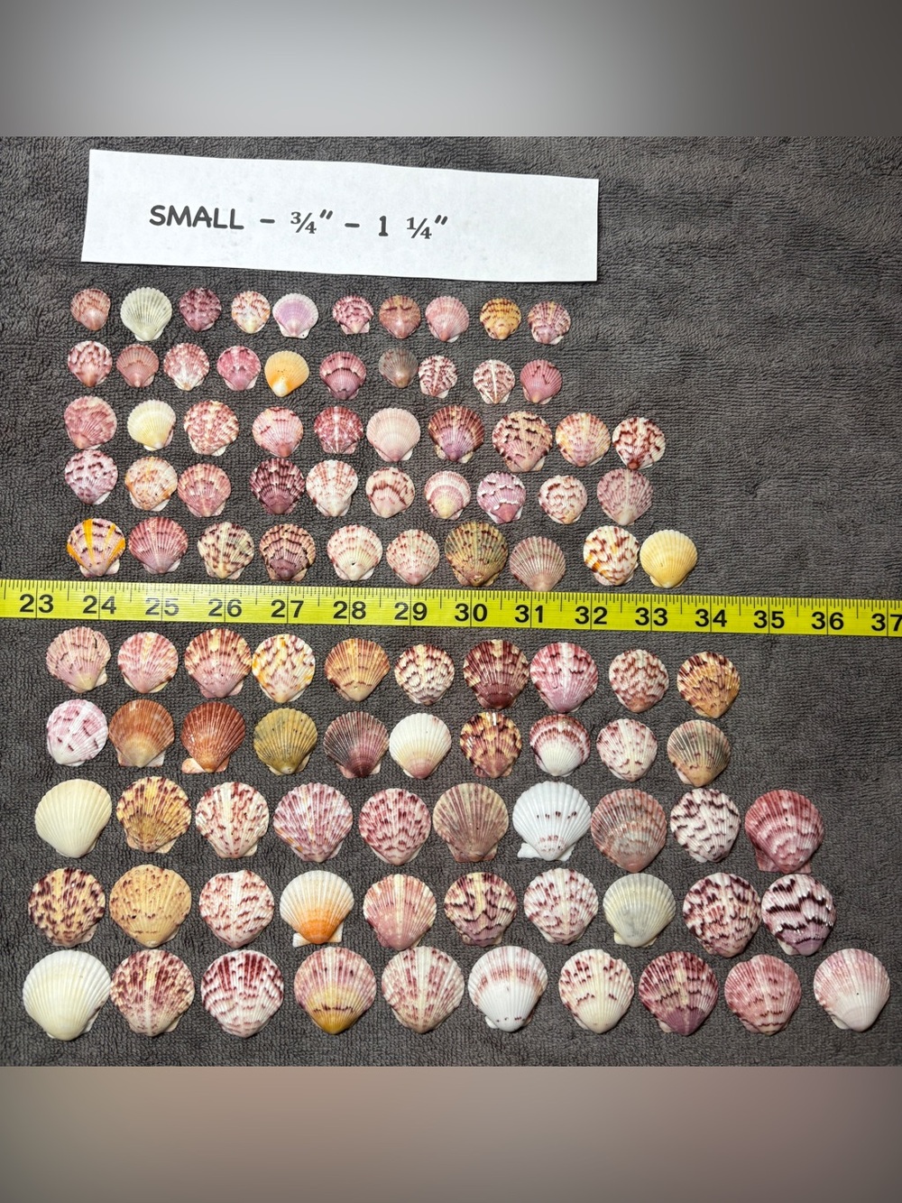 100 - Sanibel Island Scallop Seashell Collection - Small Size 3/4” - 1 1/4”.